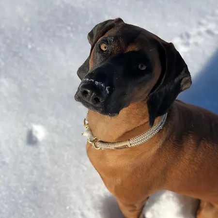 Wimreiter * Saalbach-Hinterglemm