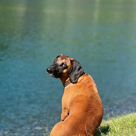 Wimreiter Saalbach-Hinterglemm